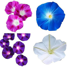 Marde Ross and Company mixed morning glory seeds pack—vibrant blooms for quick vertical coverage