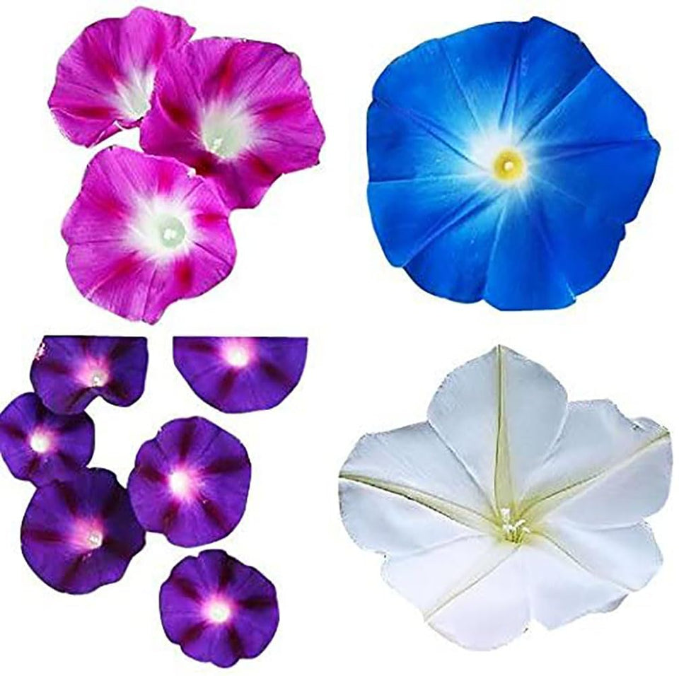 Marde Ross and Company mixed morning glory seeds pack—vibrant blooms for quick vertical coverage