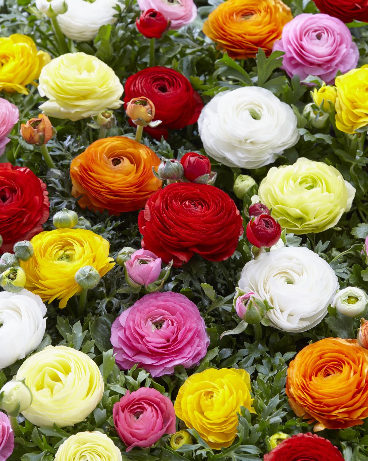 Marde Ross and Company mixed peony ranunculus bulbs in a vibrant color blend for garden beds