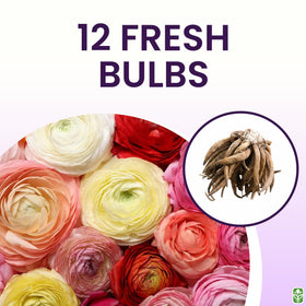 Colorful ranunculus petals hint at future bouquets and garden borders