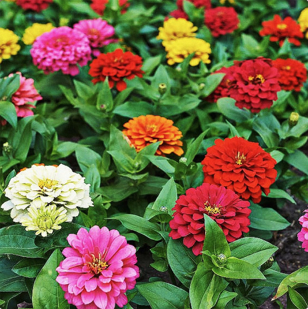 Marde Ross & Company mixed zinnia seeds pack for vibrant border color
