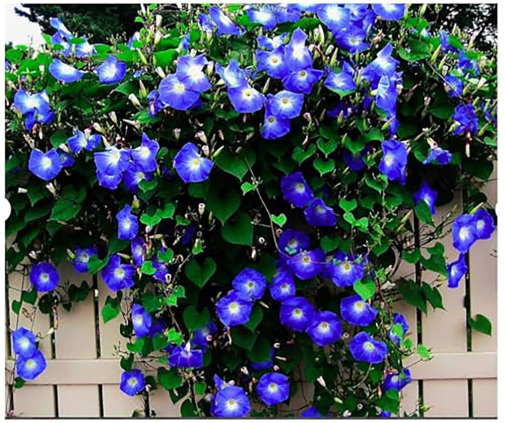 Marde Ross Morning Glory Seeds 250: heavenly blue bloom on climbing vine