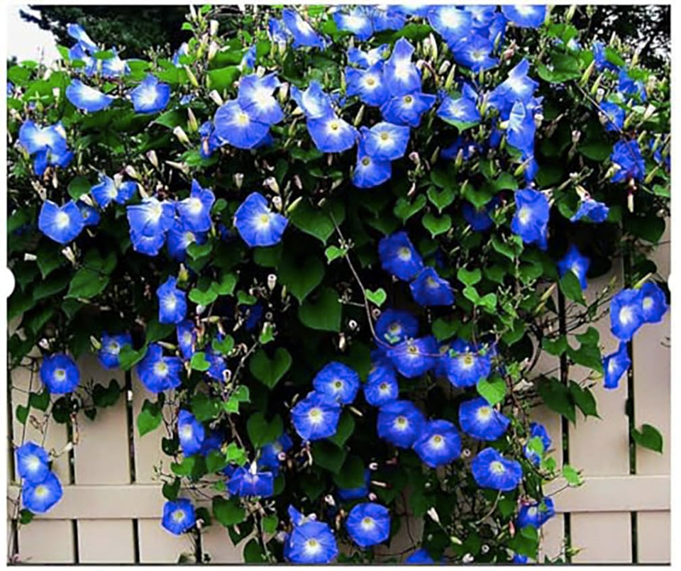 Marde Ross Morning Glory Seeds 250: heavenly blue bloom on climbing vine