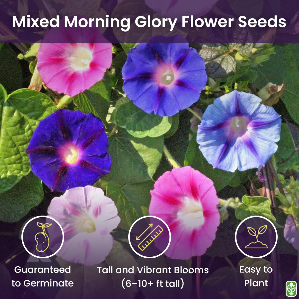 Marde Ross and Company morning glory seeds closeup texture—seed quality supports reliable germination