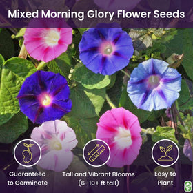 Marde Ross and Company morning glory seeds closeup texture—seed quality supports reliable germination