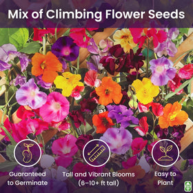 Marde Ross and Company morning glory blooms in trellis mix for bright vertical color.