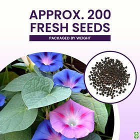 Marde Ross morning glory vines on trellis—dense foliage with climbing potential