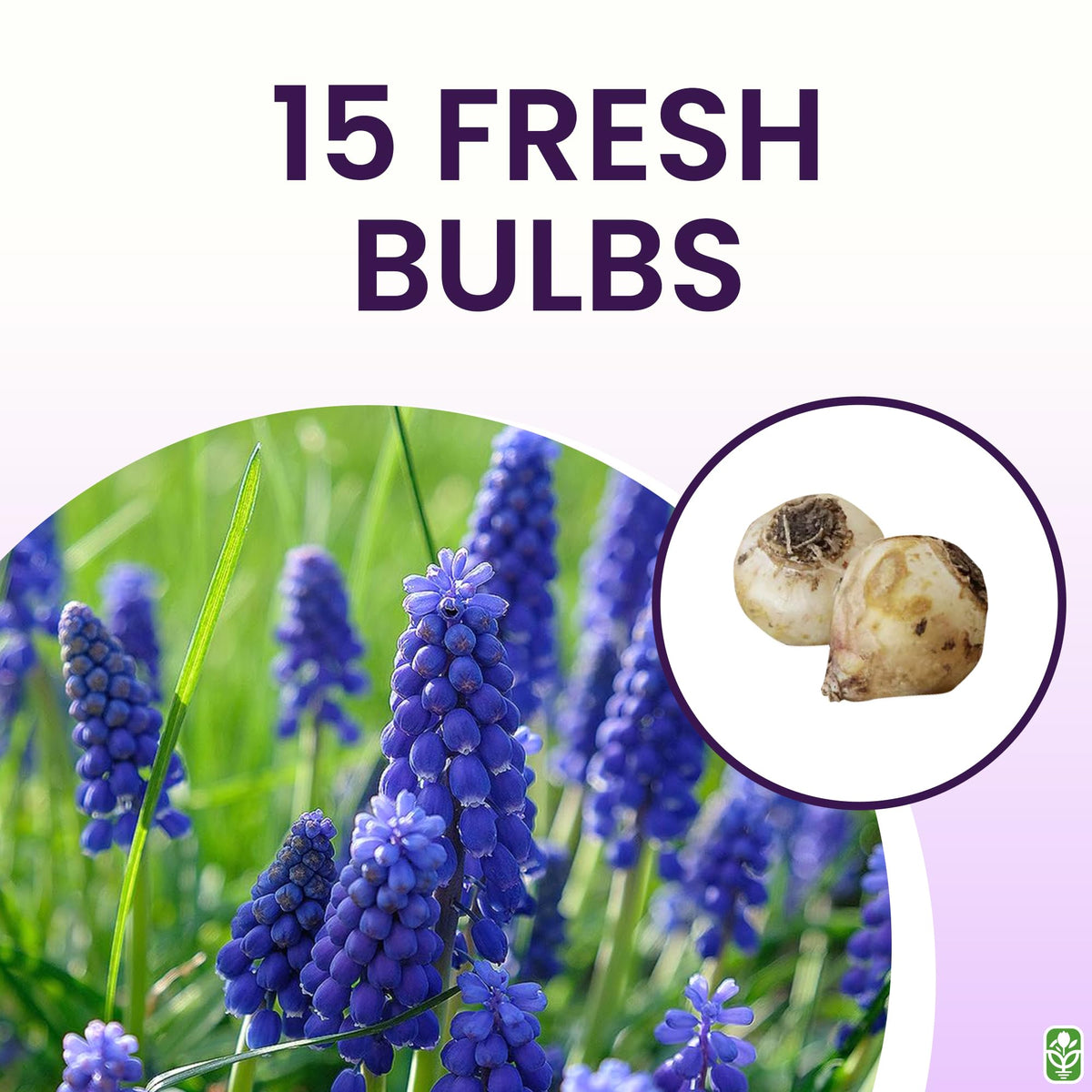 Grape hyacinth Muscari Armeniacum bulbs planted in garden bed