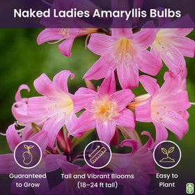 Marde Ross Naked Ladies bulbs set of 3 ready for vibrant outdoor planting.