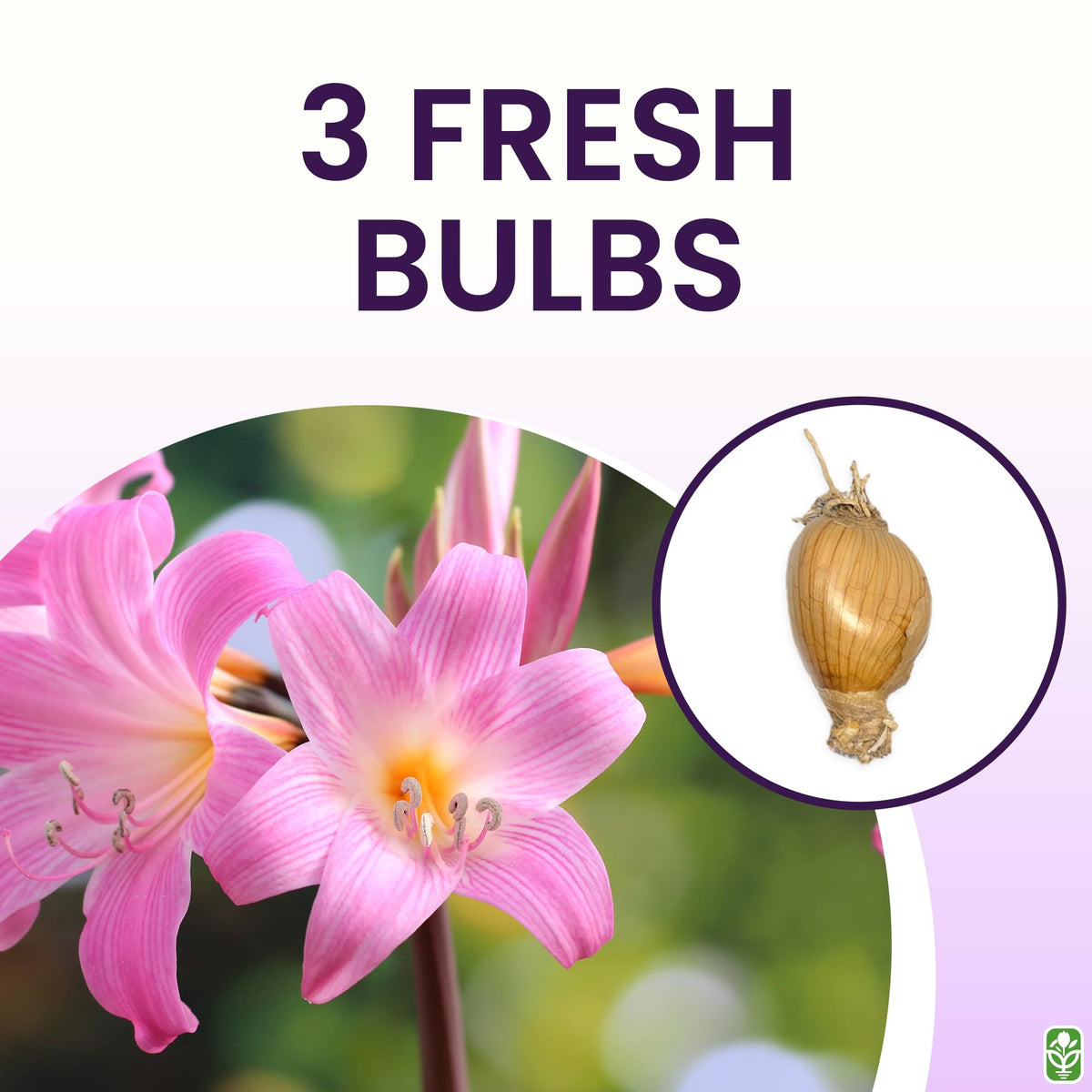 Marde Ross Naked Ladies outdoor garden display enhances beds with graceful pink blossoms.