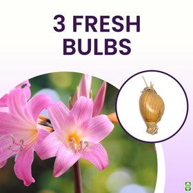 Marde Ross Naked Ladies outdoor garden display enhances beds with graceful pink blossoms.