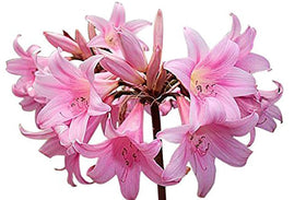 Marde Ross Naked Ladies pink bloom adds dramatic color to sunny garden borders.