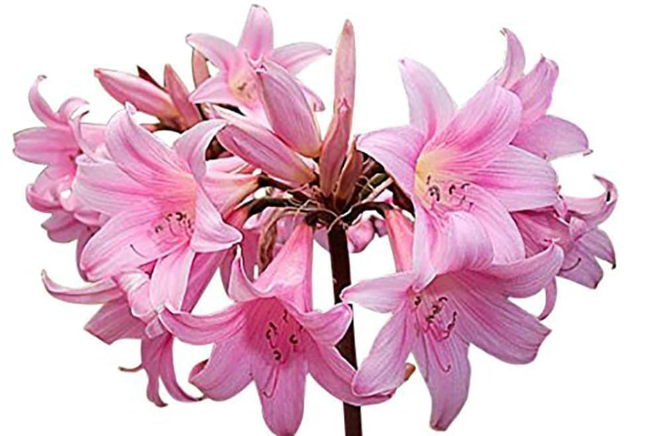 Marde Ross Naked Ladies pink bloom adds dramatic color to sunny garden borders.