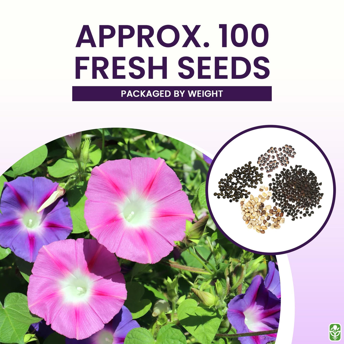 Marde Ross and Company nasturtium seeds delivering vivid climber color on supports.