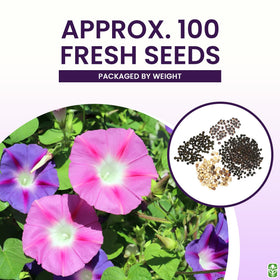 Marde Ross and Company nasturtium seeds delivering vivid climber color on supports.