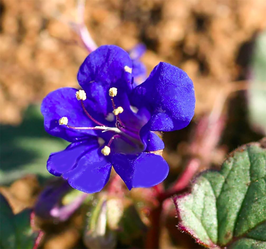 Marde Ross Nemophila Menziesii blue eyes seeds in bloom ideal for borders