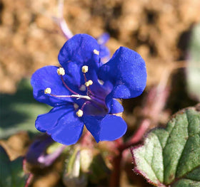 Marde Ross Nemophila Menziesii blue eyes seeds in bloom ideal for borders