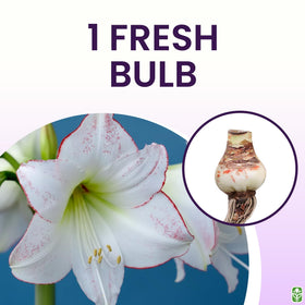 Picasso amaryllis with 4–8 blooms for a lush display.