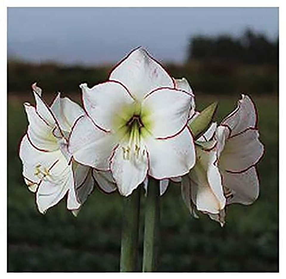 Marde Ross Picasso amaryllis bulb bare root ready for planting and year-round color.