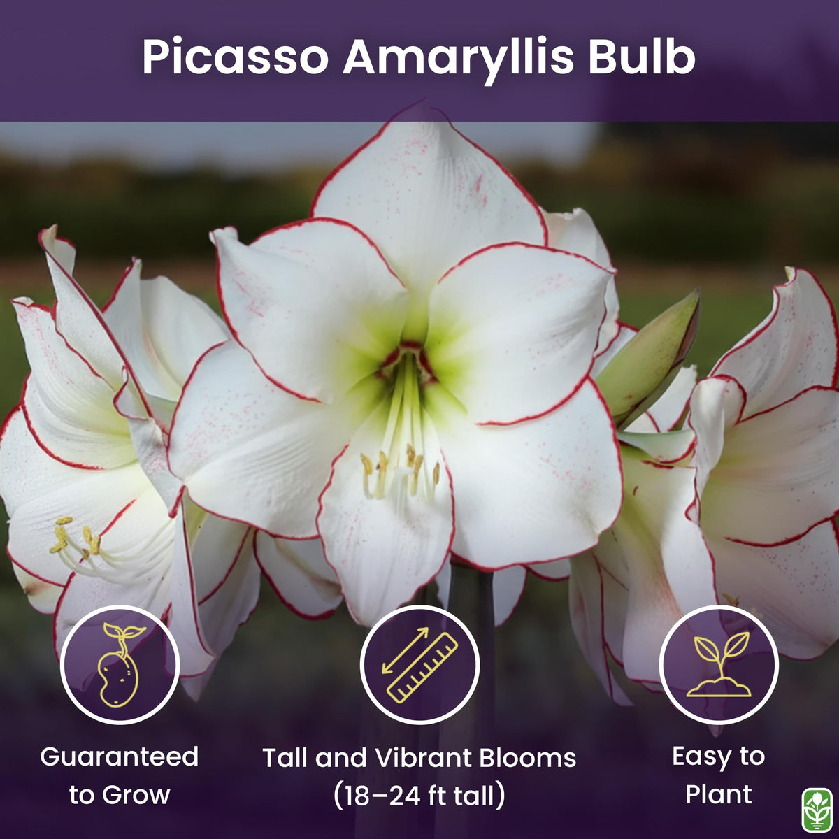 Close-up of Picasso amaryllis picotee edges for vibrant floral arrangements.