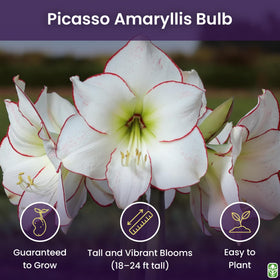 Close-up of Picasso amaryllis picotee edges for vibrant floral arrangements.