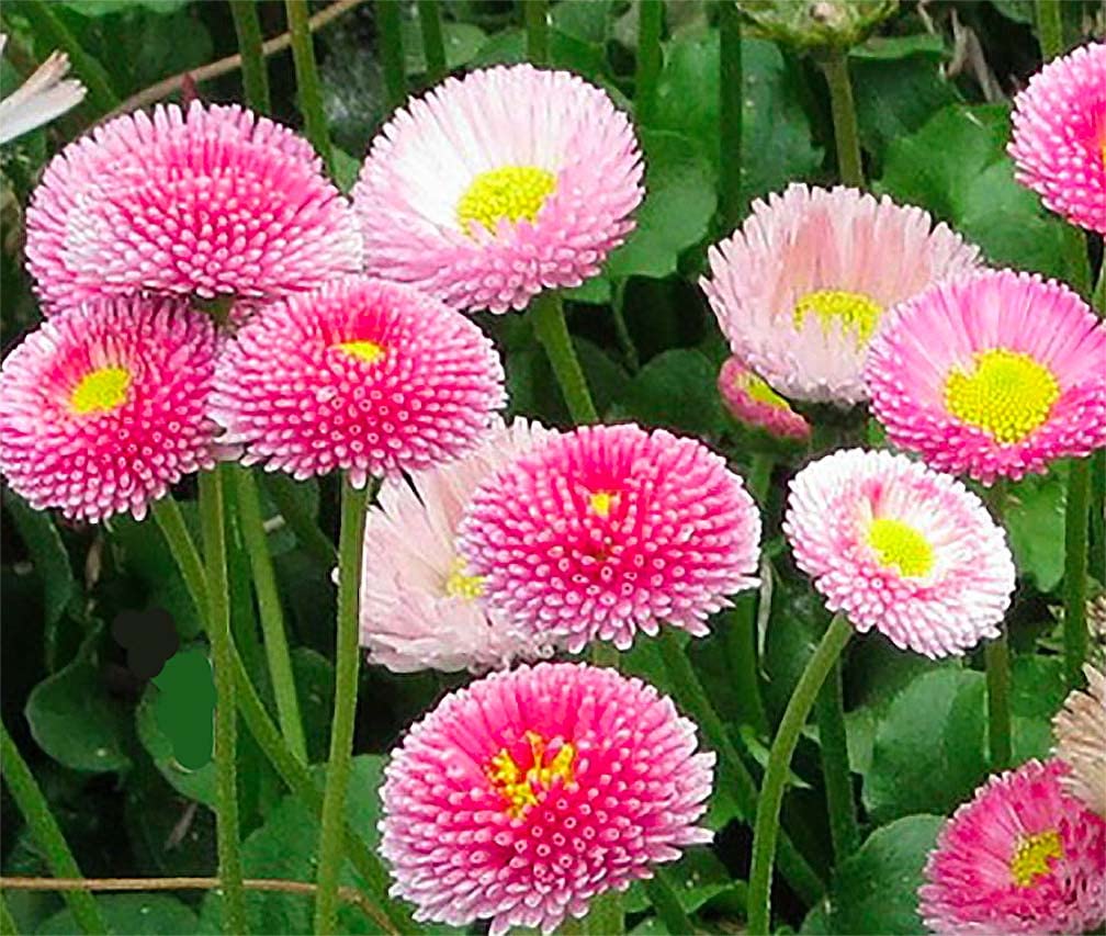 Marde Ross Pink English Daisy border for vibrant edging in sunny borders.