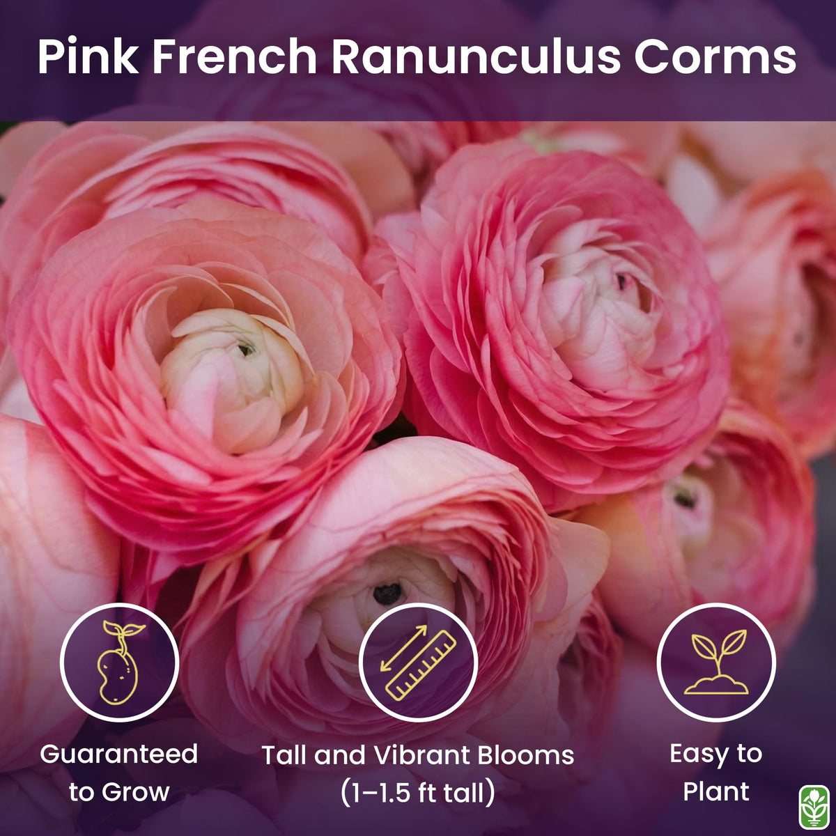 Marde Ross Pink French Ranunculus bloom close-up showing peony-like petals.
