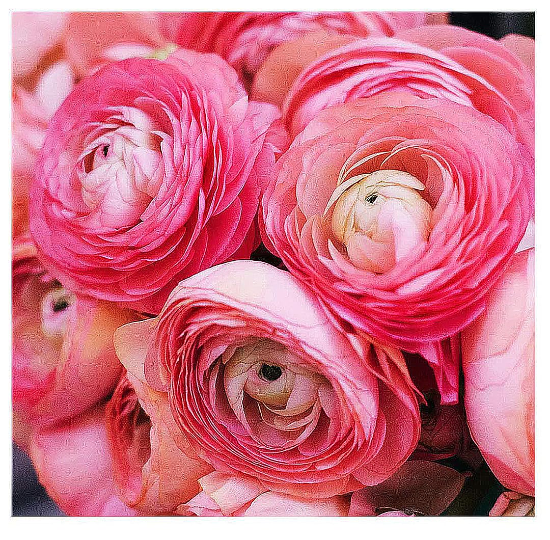 Marde Ross Pink French Ranunculus corms with large blooms for dramatic borders.