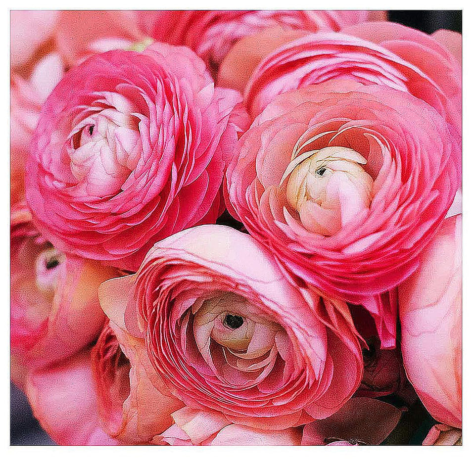 Marde Ross Pink French Ranunculus corms with large blooms for dramatic borders.
