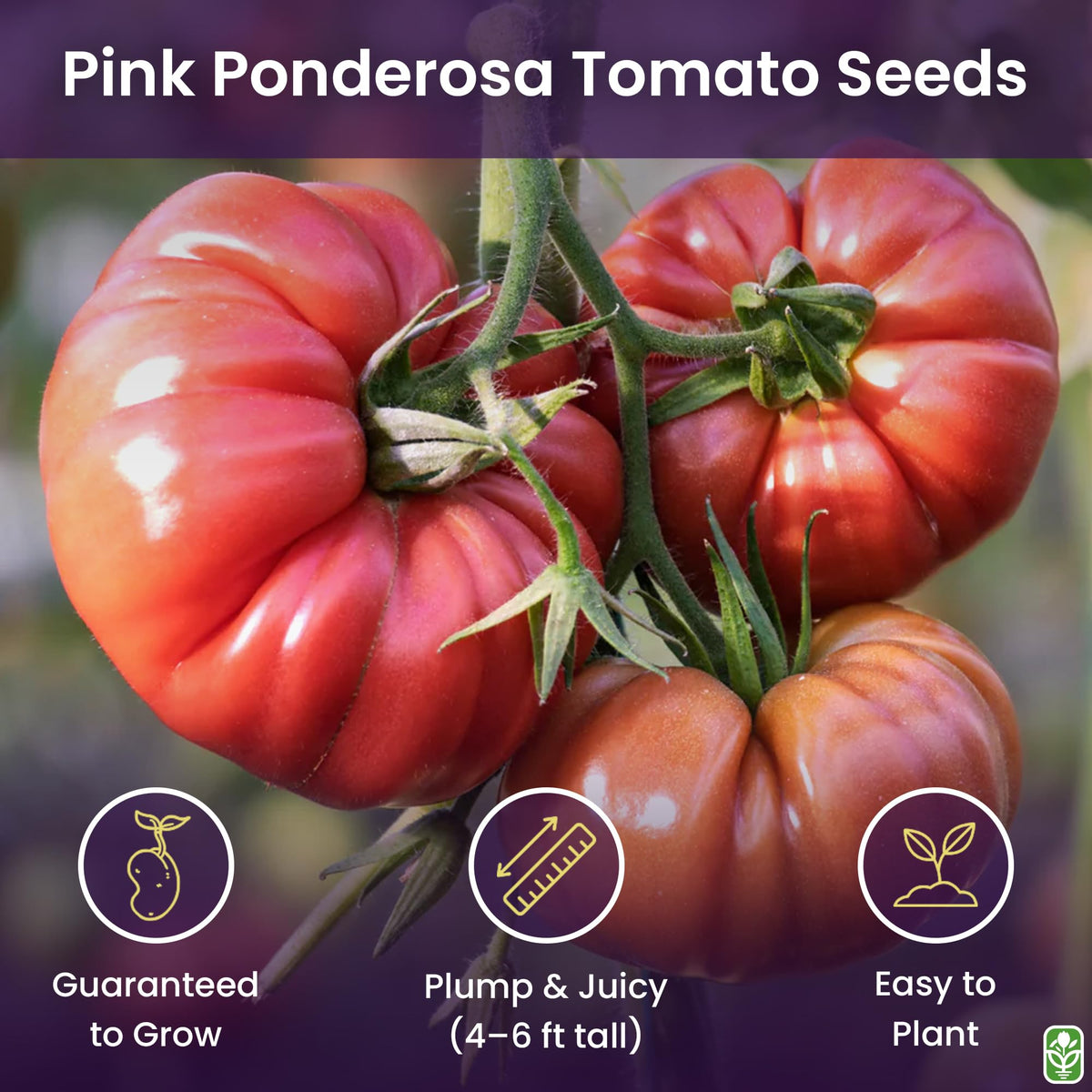 Pink Ponderosa seedling setup for indoor germination and transplant success by Marde Ross.
