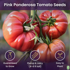 Pink Ponderosa seedling setup for indoor germination and transplant success by Marde Ross.