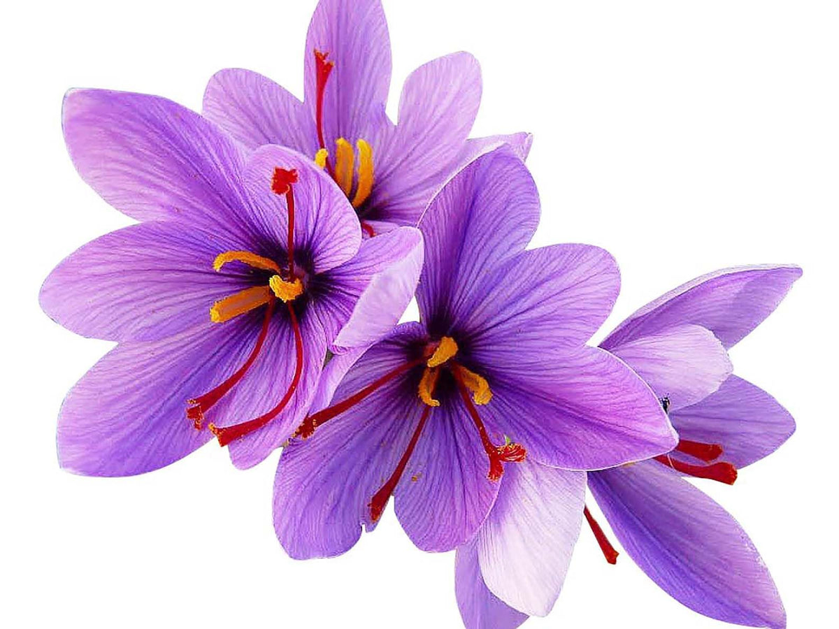 Marde Ross & Company large 10cm saffron corms ideal for robust autumn blooms.