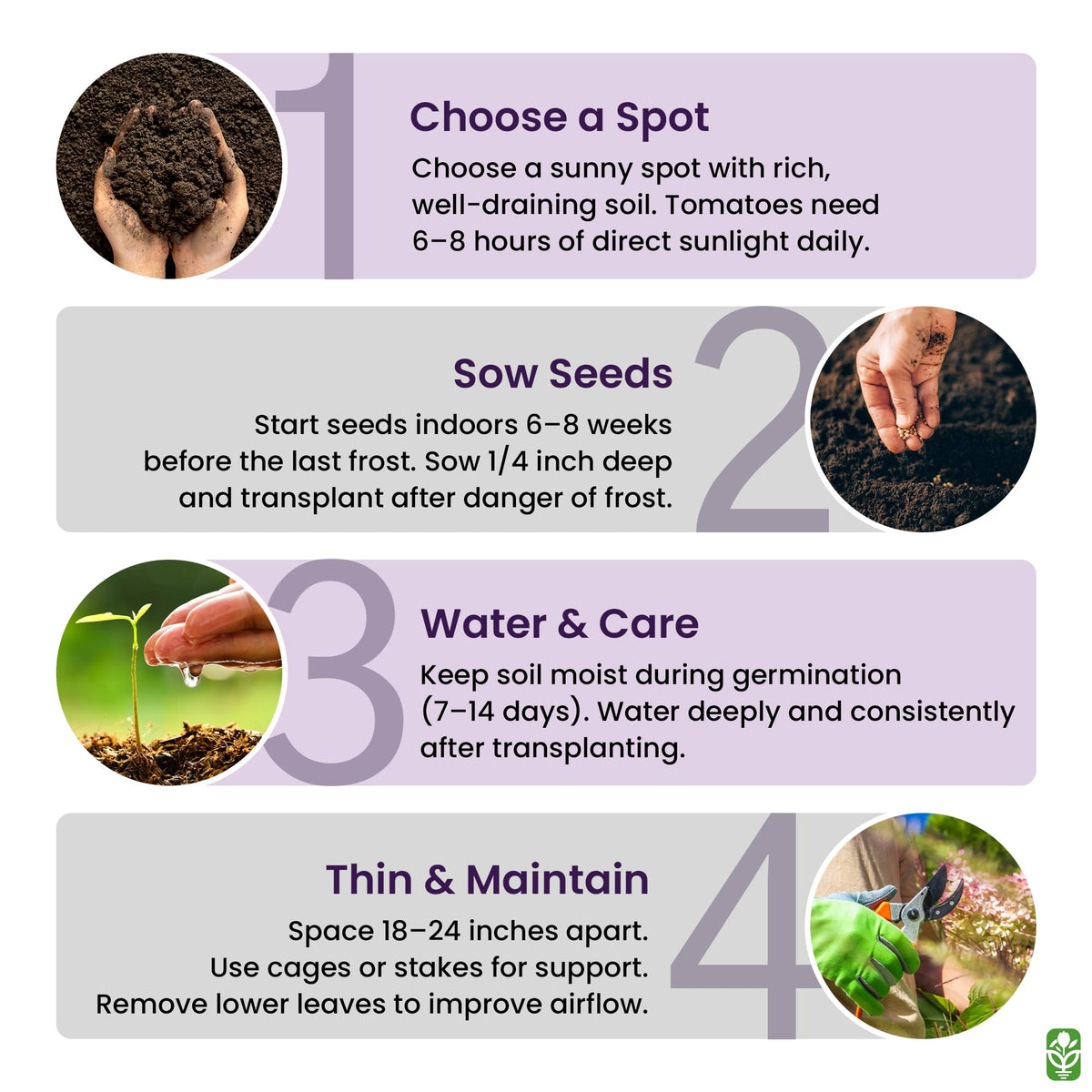 Marde Ross Bonny Best premium untreated seeds for reliability