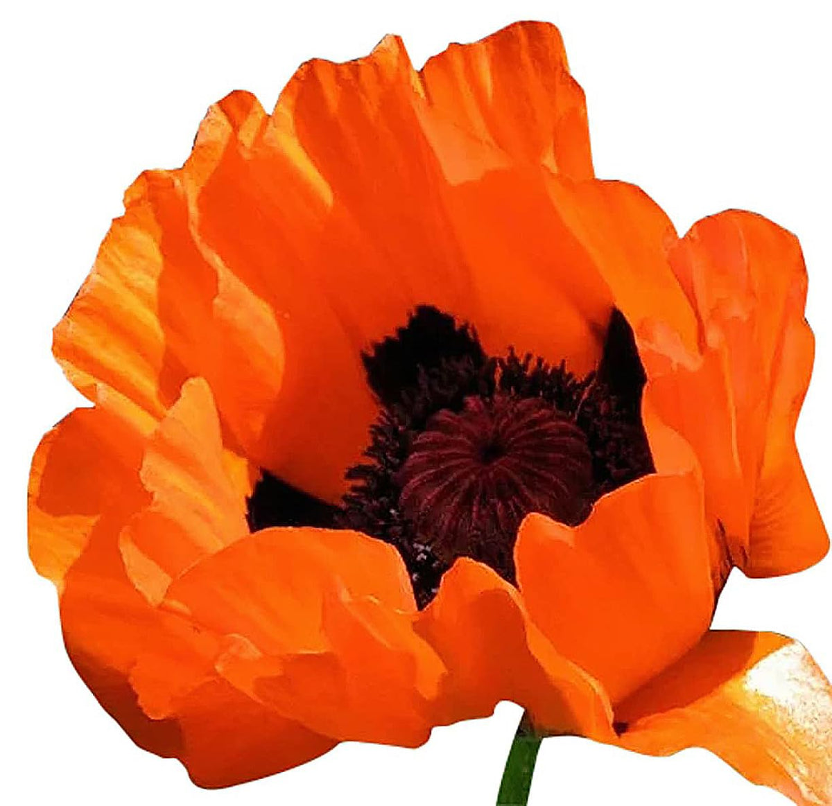 Marde Ross & Company Prince of Orange poppy seeds pack for vibrant borders and dramatic blooms.