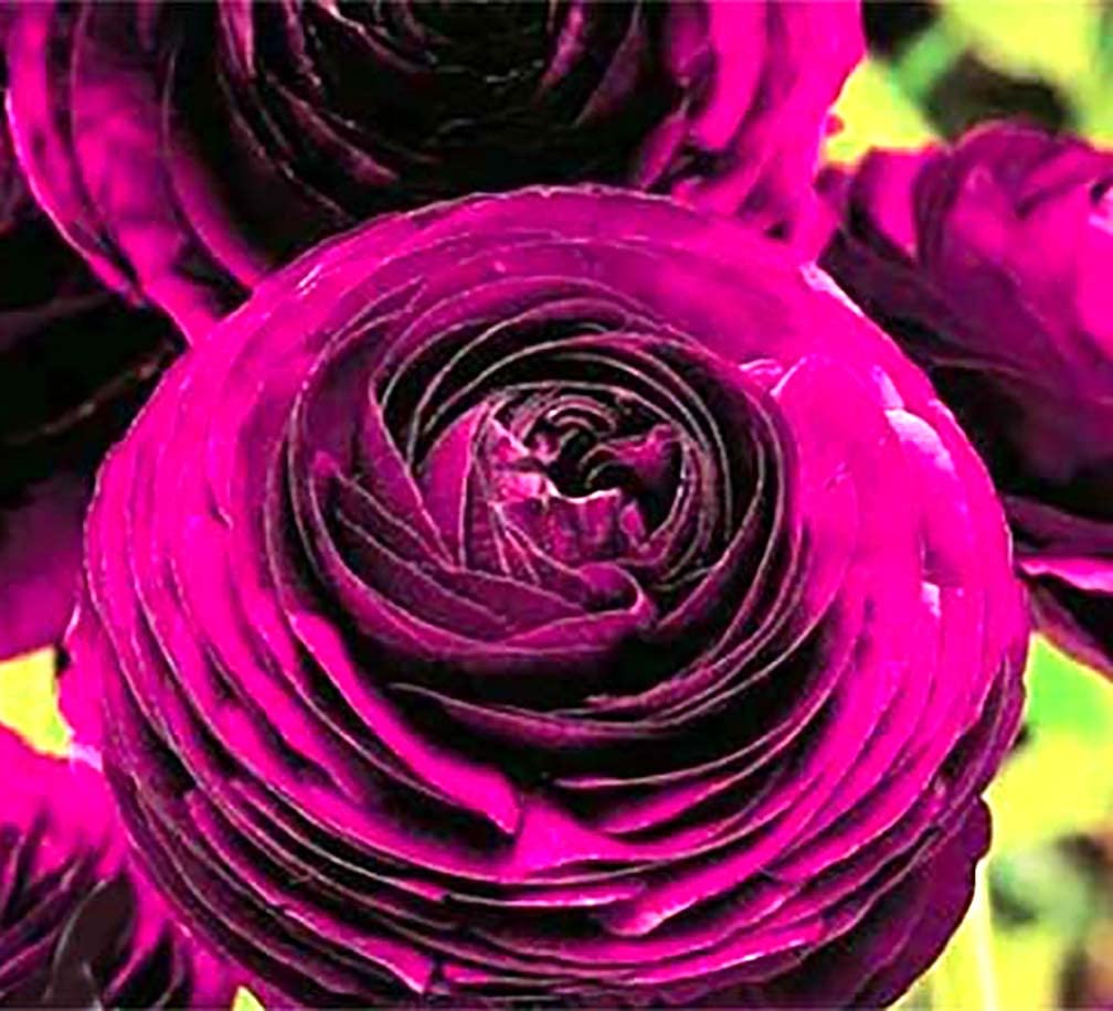 Marde Ross Purple Aviv Ranunculus corms for vibrant garden color