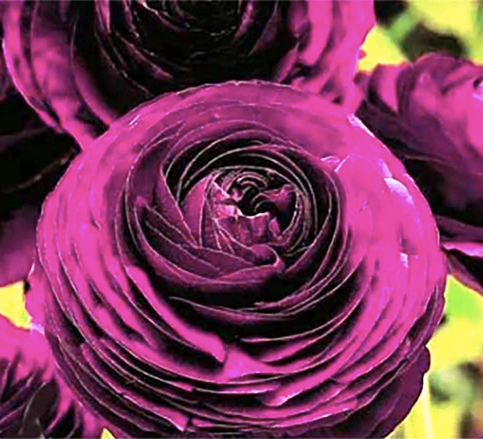Marde Ross Purple Aviv Ranunculus corms for vibrant garden color