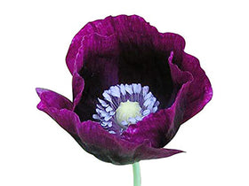 Marde Ross Purple Grape Poppy Seeds — tall poppy with black markings for ornamental borders.