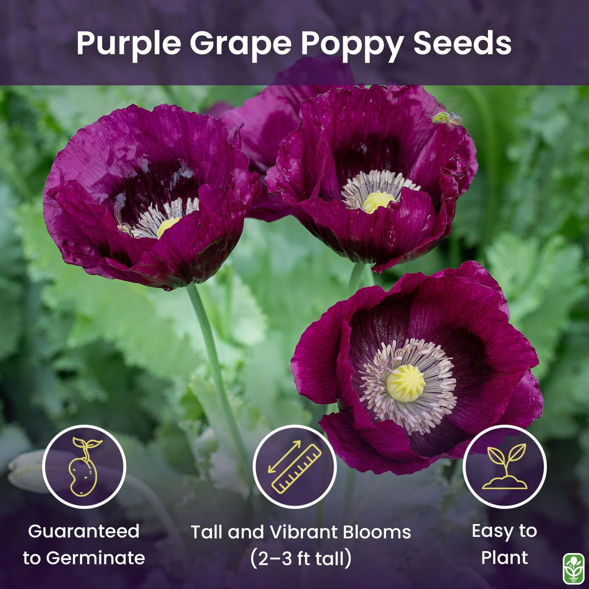 Marde Ross Purple Grape Poppy Seeds — direct sow in sunny, well-drained beds.