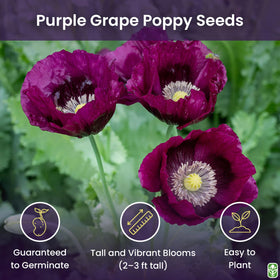 Marde Ross Purple Grape Poppy Seeds — direct sow in sunny, well-drained beds.