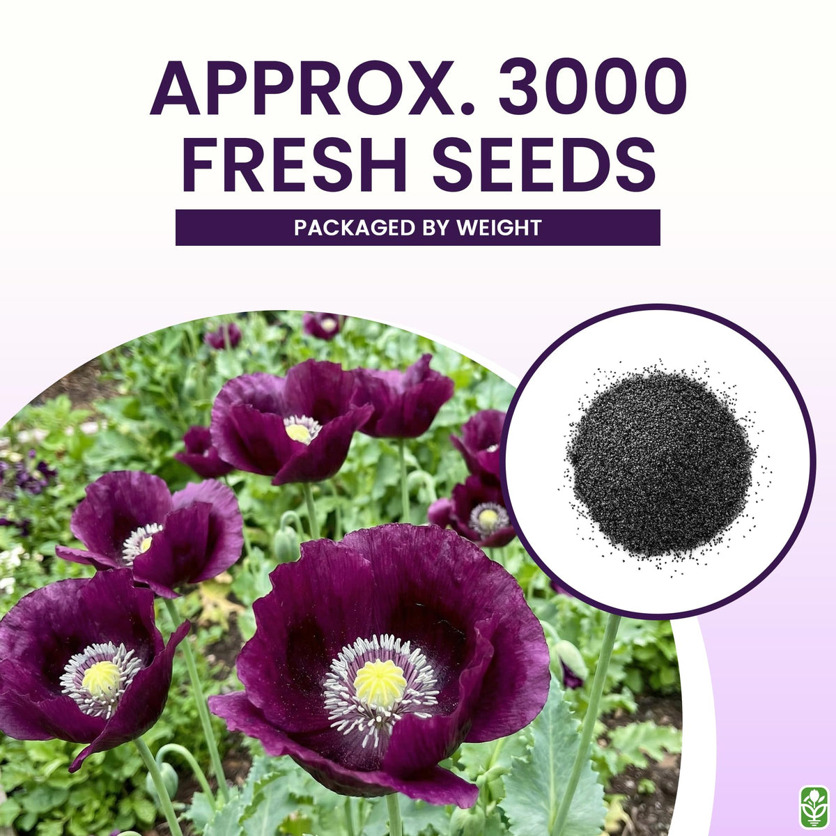 Marde Ross Purple Grape Poppy Seeds — non-GMO and neonicotinoid-free cultivation.