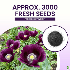 Marde Ross Purple Grape Poppy Seeds — non-GMO and neonicotinoid-free cultivation.