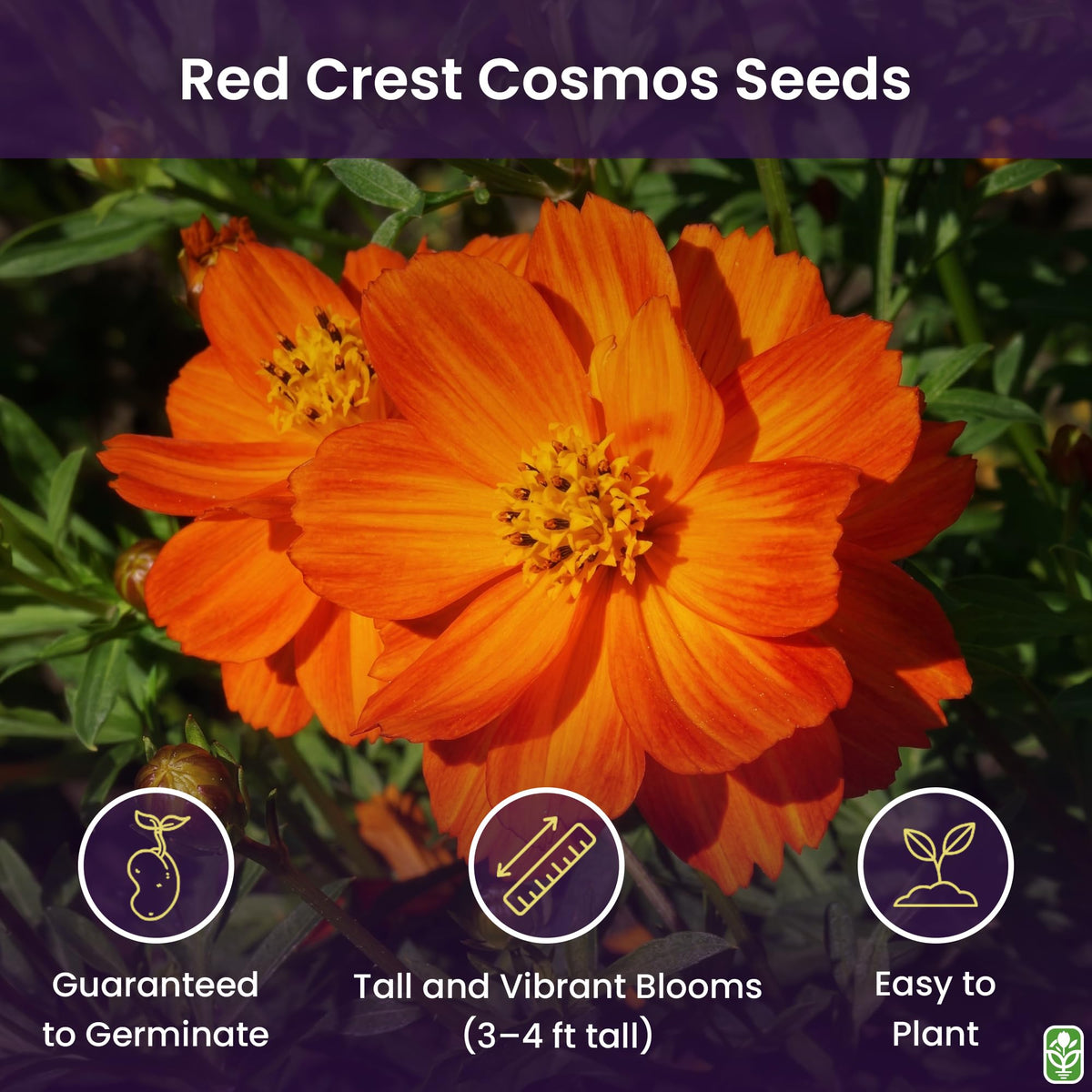 Red Crest Cosmos bloom ready for cutting and lasting garden arrangements.
