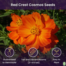 Red Crest Cosmos bloom ready for cutting and lasting garden arrangements.