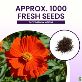 Nectar-rich Cosmos inviting monarch butterflies to your pollinator-friendly garden.