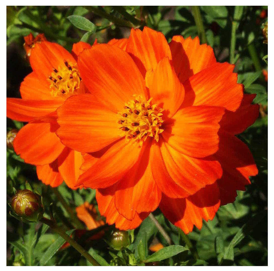 Marde Ross & Company Red Crest Cosmos seeds for spring planting and vibrant blooms.