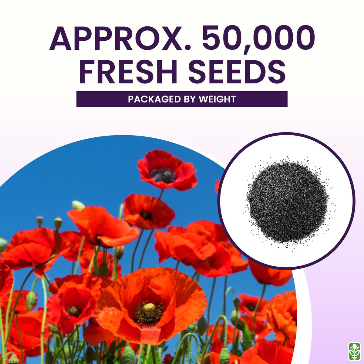 Marde Ross Red Flanders poppies closeup blooms showcase vibrant crimson petals.