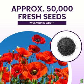 Marde Ross Red Flanders poppies closeup blooms showcase vibrant crimson petals.