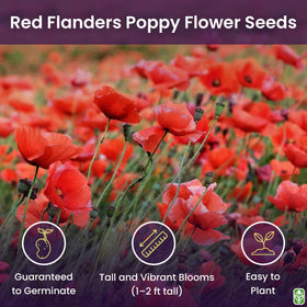 Marde Ross Red Flanders poppy seeds packet ideal for spring sowing and beds.
