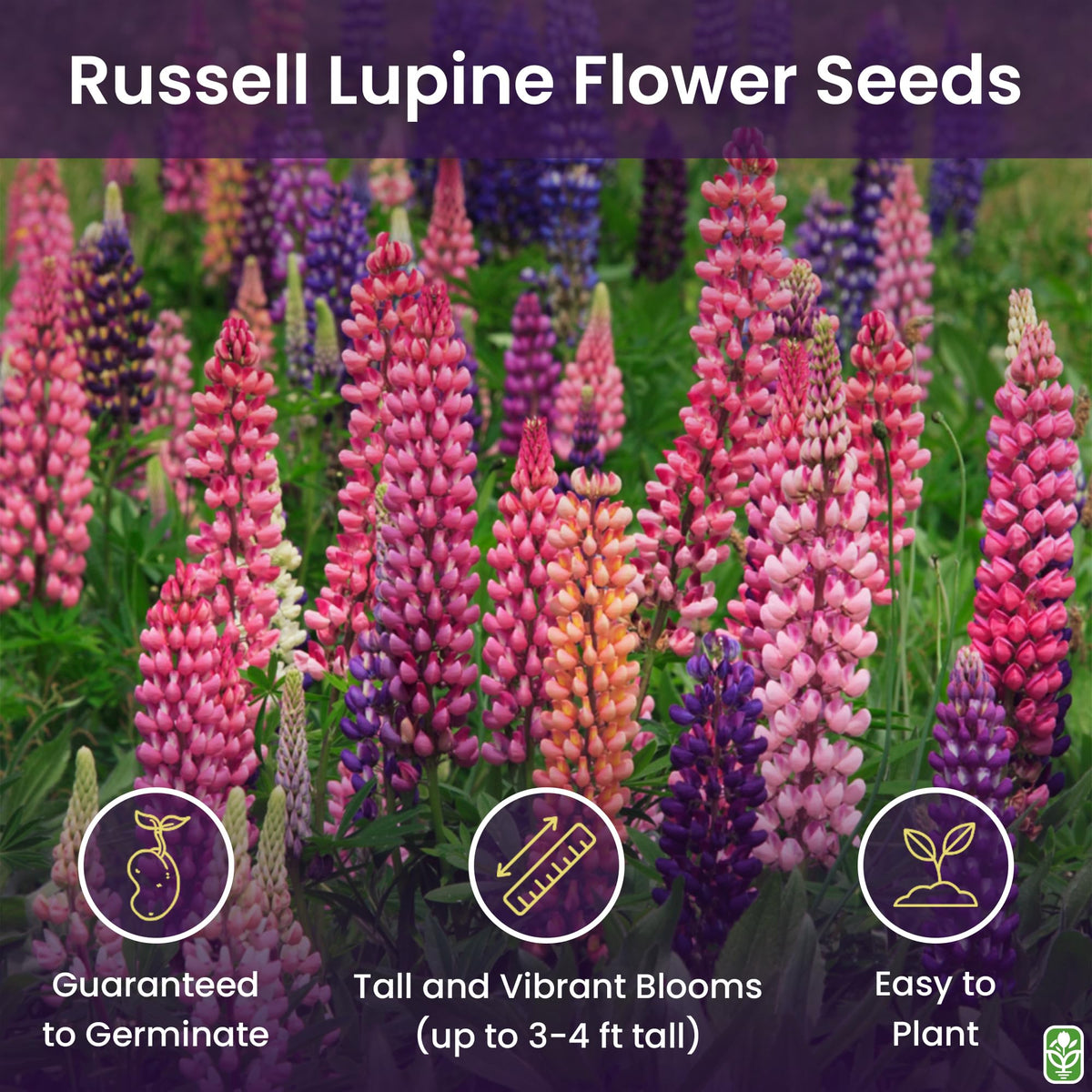 Marde Ross Russell lupine color mix blooms brighten borders and attract attention.