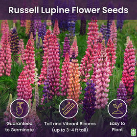 Marde Ross Russell lupine color mix blooms brighten borders and attract attention.